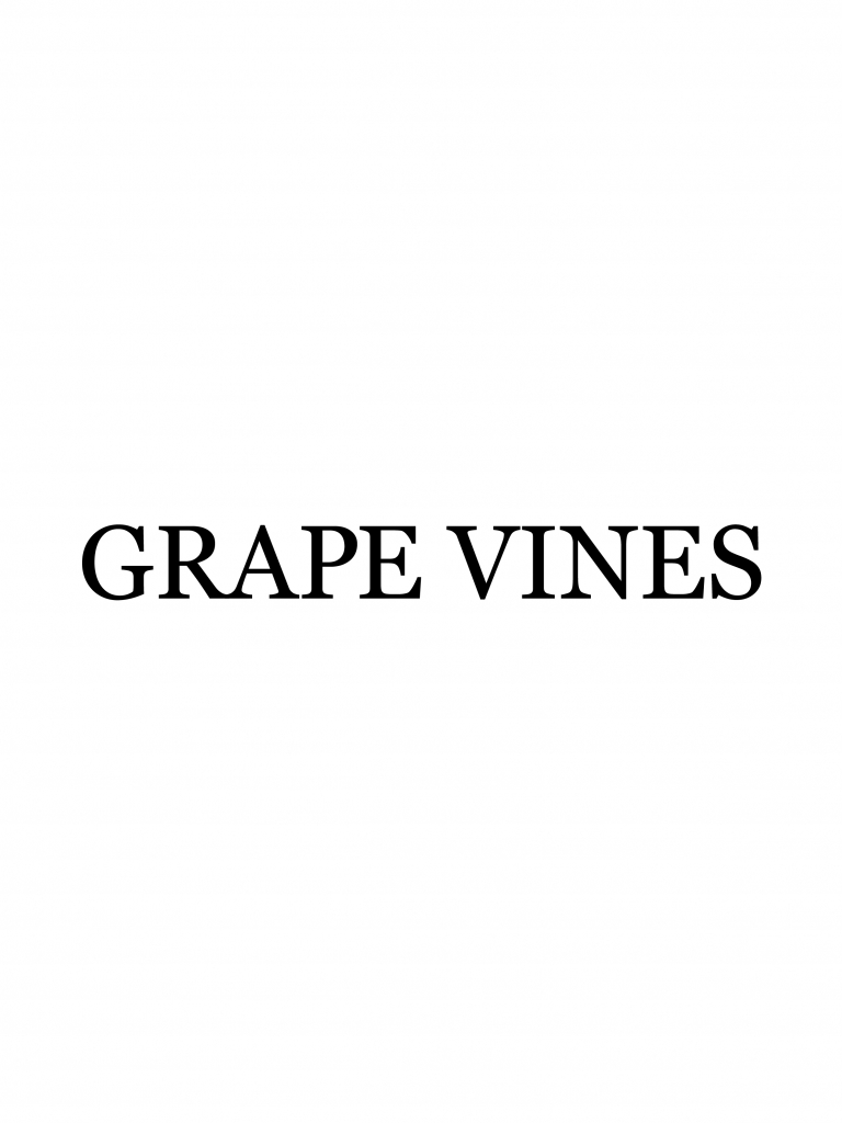 鎌倉の美容室・美容院「グレープバイン（GRAPEVINES） 鎌倉」のスタッフ「GRAPEVINES 大船」