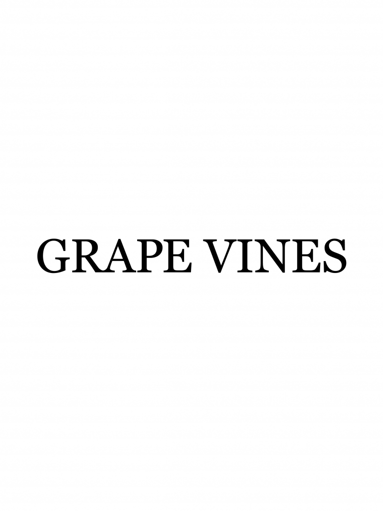 鎌倉の美容室・美容院「グレープバイン（GRAPEVINES） 鎌倉」のスタッフ「GRAPEVINES 大船」