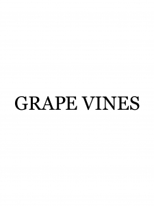 鎌倉の美容室・美容院「グレープバイン（GRAPEVINES） 鎌倉」のスタッフ「GRAPEVINES 大船」