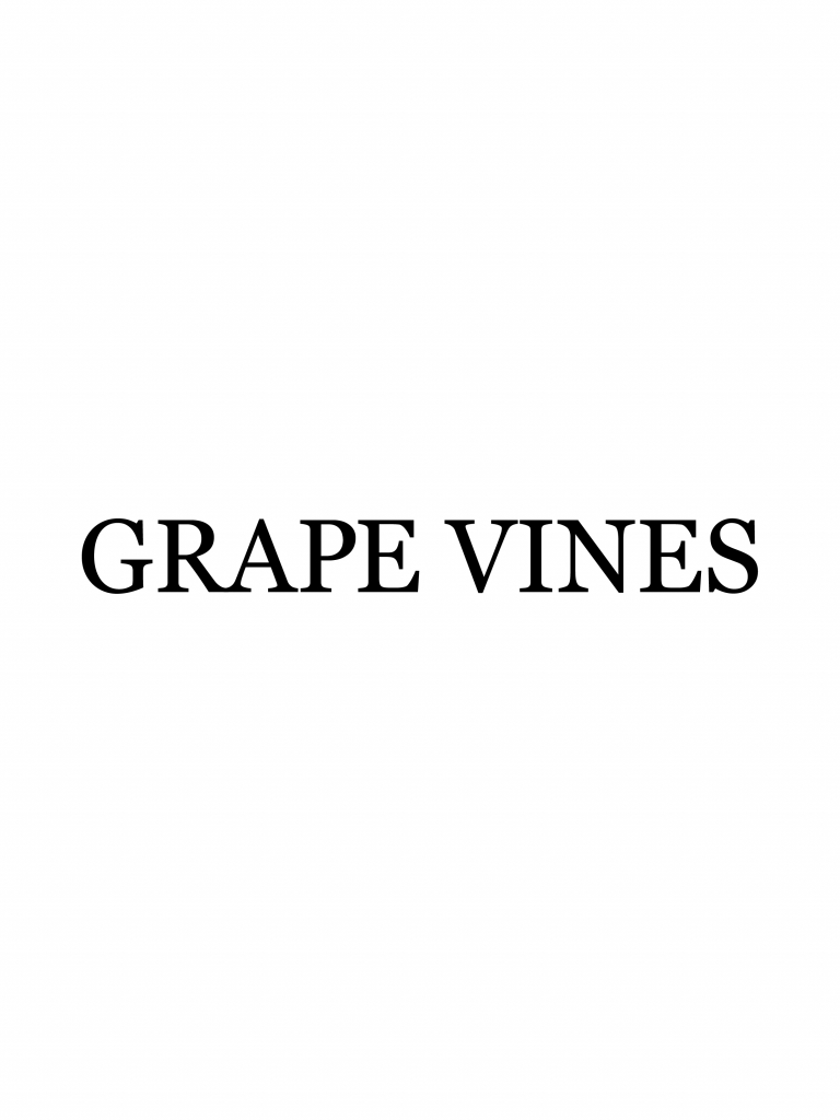 港南台の美容室・美容院「グレープバイン（GRAPEVINES） 港南台」のスタッフ「GRAPEVINES 港南台」の画像