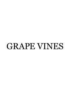 港南台の美容室・美容院「グレープバイン（GRAPEVINES） 港南台」のスタッフ「GRAPEVINES 港南台」