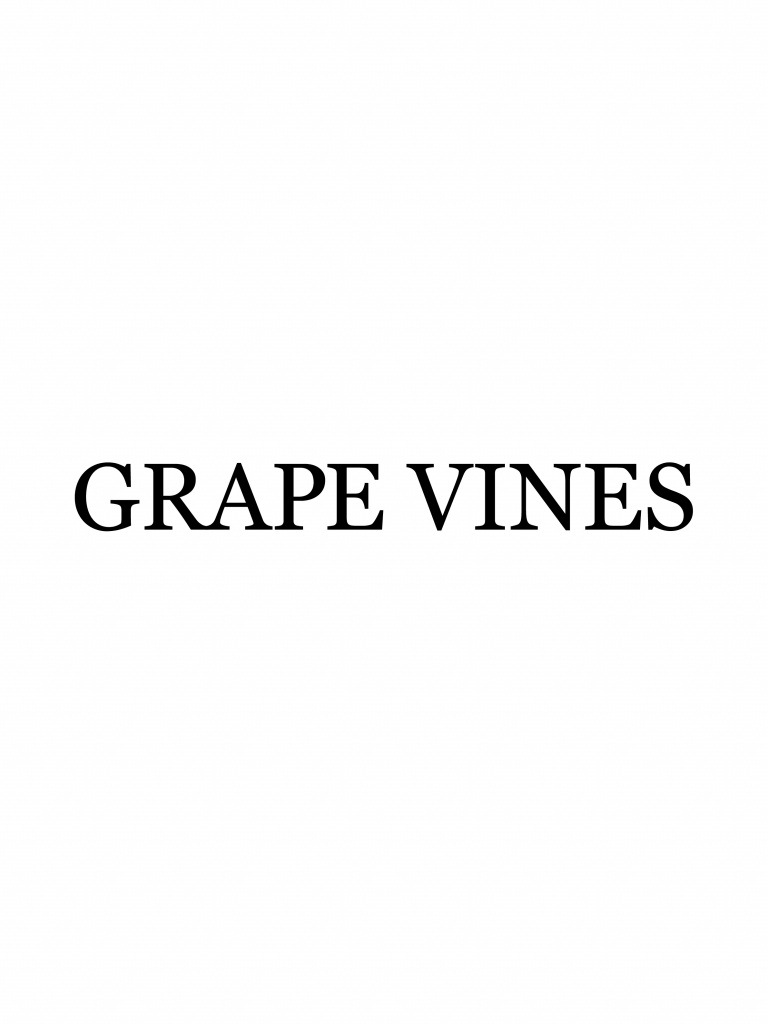 辻堂にある美容室・美容院「GRAPE VINES Tsujido（グレープバイン　ツジドウ）」のスタッフ画像「GRAPEVINES 辻堂」